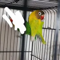 طوطی کوتوله برزیلی