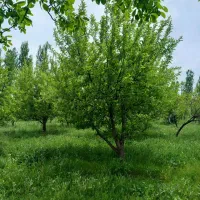 ۳۰۰۰هزار متر مربع باغ