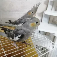 عروس هلندی