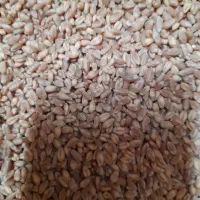 گندم بذری رقم میهن قیمت کیلوی ۲۷ هزار