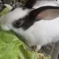 بچه خرگوش اروم وناز