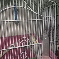 فروش دوجفت عروس هلندی ویک جفت مرغ عشق|پرنده|هشتگرد, خور|دیوار