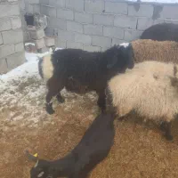 میش چاق برای کشتار