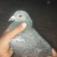 کفتر|پرنده|قائن, |دیوار