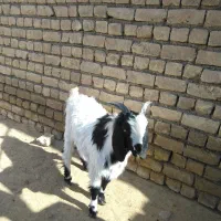 بزغاله|حیوانات مزرعه|قم, مهر آباد|دیوار