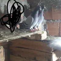 کبوتر مسافتی|پرنده|گنبد کاووس, |دیوار