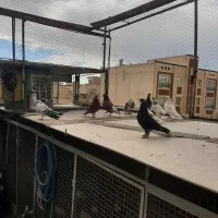 کفترتهرانی