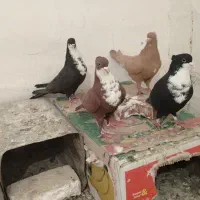 دو جفت خوشگل|پرنده|زرند, |دیوار