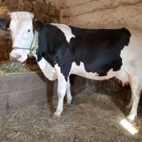 گاو و گوساله