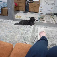 فروش|سگ|جاپلق, |دیوار