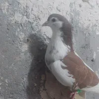 خال چپ سرخ افشون نر