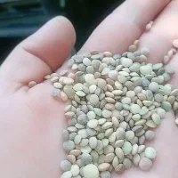 عدس محلی خوش پخت