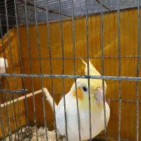 عروس هلندی