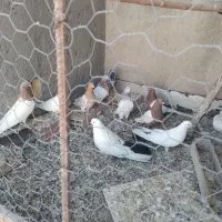 چند عدد کبوتر فروشی|پرنده|میانه, |دیوار