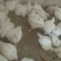 مرغ گوشتی زنده