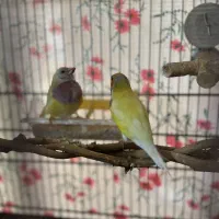 فنج گدین رنگ خاص|پرنده|قزوین, |دیوار