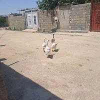 غاز
