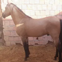اسب
