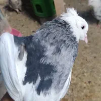 کبوتر نر طوقی زرد خالسیاه و فولادی چاپدار