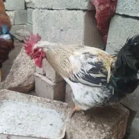 خروس وبوقلمون محلی|حیوانات مزرعه|لیلان, |دیوار