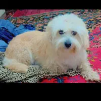 شیتزو ۲ساله نر