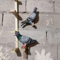 کبوتر|پرنده|مشهد, خلق آباد سفلی|دیوار