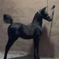 اسب  مخرم|اسب و تجهیزات اسب‌سواری|نورآباد, |دیوار