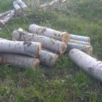 خرید و فروش چوب ترو خشک وقلمه و..|عمدهفروشی|مشگین شهر, |دیوار