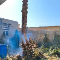 برش نخل قطع نخل در کل استان|خدمات باغبانی و درختکاری|برازجان, |دیوار