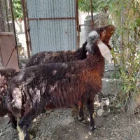 بره نروماده۴راس