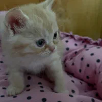 بچه|گربه|سورک, |دیوار