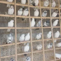 اصل کفتر گروی