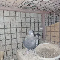 ماده سینه ای|پرنده|یزد, |دیوار