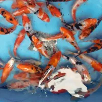 انواع ماهی گلدفیش کوی باله بلند