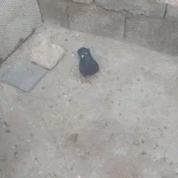 کبوتر|پرنده|ایذه, |دیوار