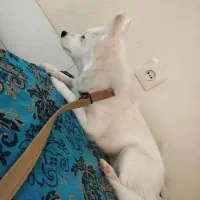 سگ اشپیز پامر|سگ|یزد, |دیوار