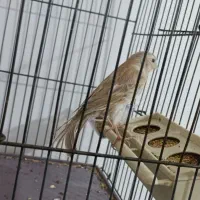 قناری ماده تن نخورده|پرنده|پاکدشت, پاکدشت (مامازند)|دیوار