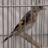 سهره نر  جوجه قفس نوک و پاها سفید سفید بافلیم