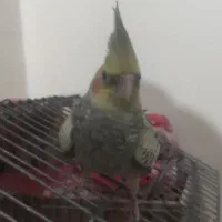 عروس هلندی دستی نر