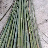 نی خیزران صاف وبلند