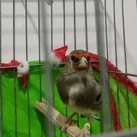 سهره|پرنده|زرند, |دیوار