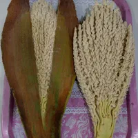 هوار درخت نخل