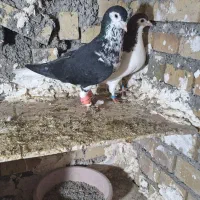 کبوتر ساده افشان