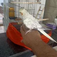 عروس هلندی نر جوان یک ساله و زیبا و خوشرنگ