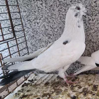کفتر پرشی جوجه گرو|پرنده|قم, هفت تیر|دیوار