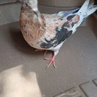 سرور تهرونی یکت سیاه|پرنده|مشهد, کوشش|دیوار