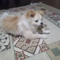 واگذاری توله ماده