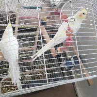 عروس هلندی با قفس و لانه