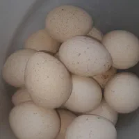 تخم بوقلمون