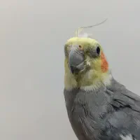 یک جفت عروس هلندی لوتینو و خاکستری|پرنده|مراغه, |دیوار